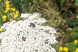 Insekt auf weißer Blüte