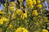 Blaue Holzbiene auf gelber Rapsblüte