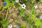 Biene auf blauer Blüte